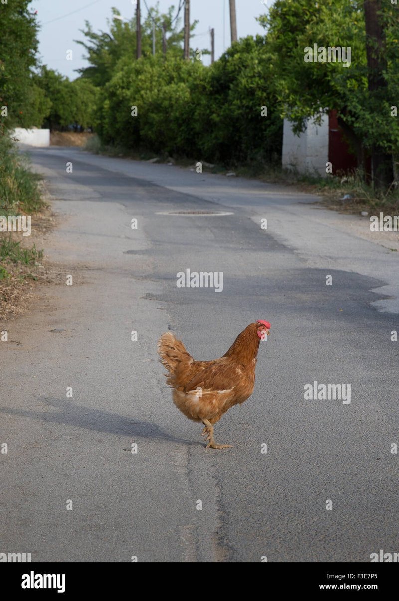Descubre el misterio detrás de la popular ruleta Chicken Road en España en